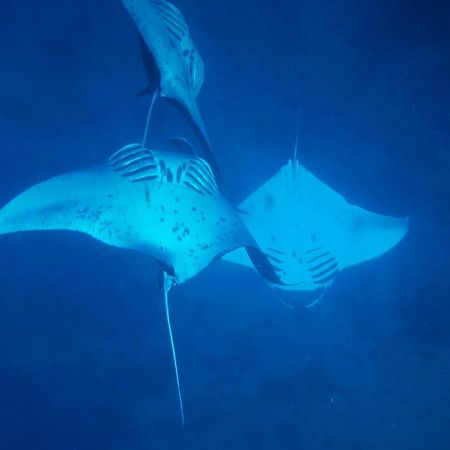 Mai Dive' Astrolabe Reef Resort Naqarawalu Kültér fotó