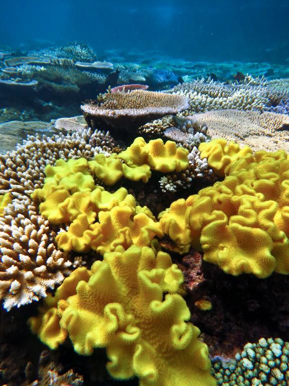 Mai Dive' Astrolabe Reef Resort Naqarawalu Kültér fotó