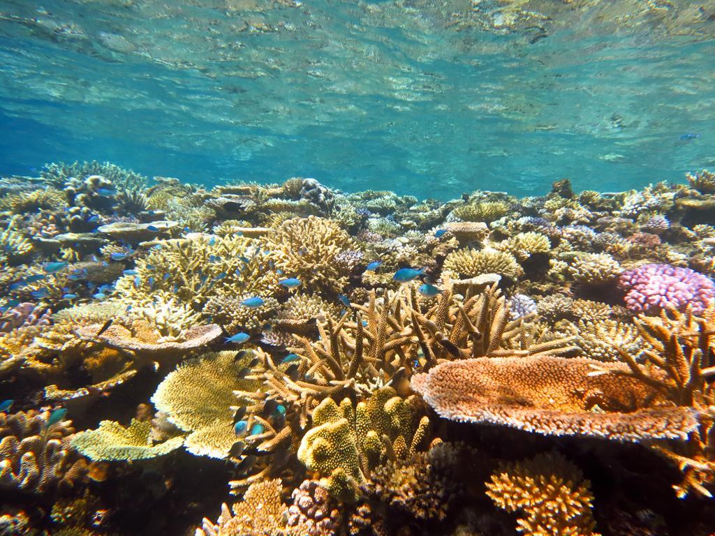 Mai Dive' Astrolabe Reef Resort Naqarawalu Kültér fotó
