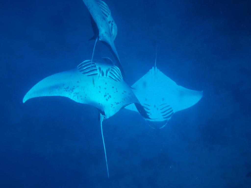Mai Dive' Astrolabe Reef Resort Naqarawalu Kültér fotó
