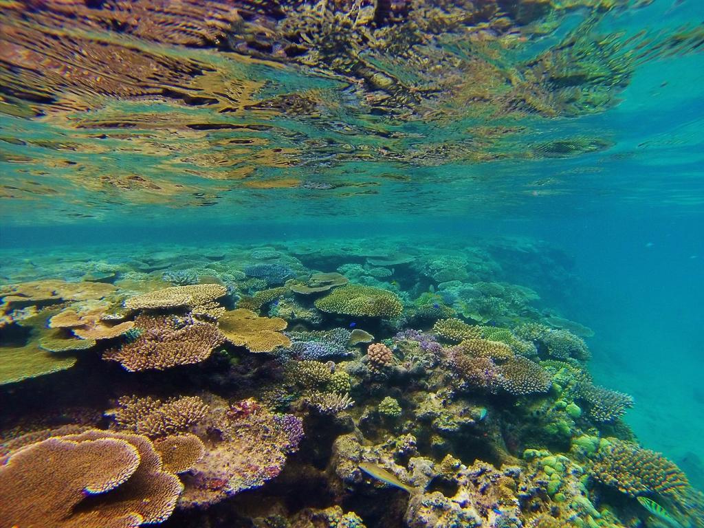 Mai Dive' Astrolabe Reef Resort Naqarawalu Kültér fotó