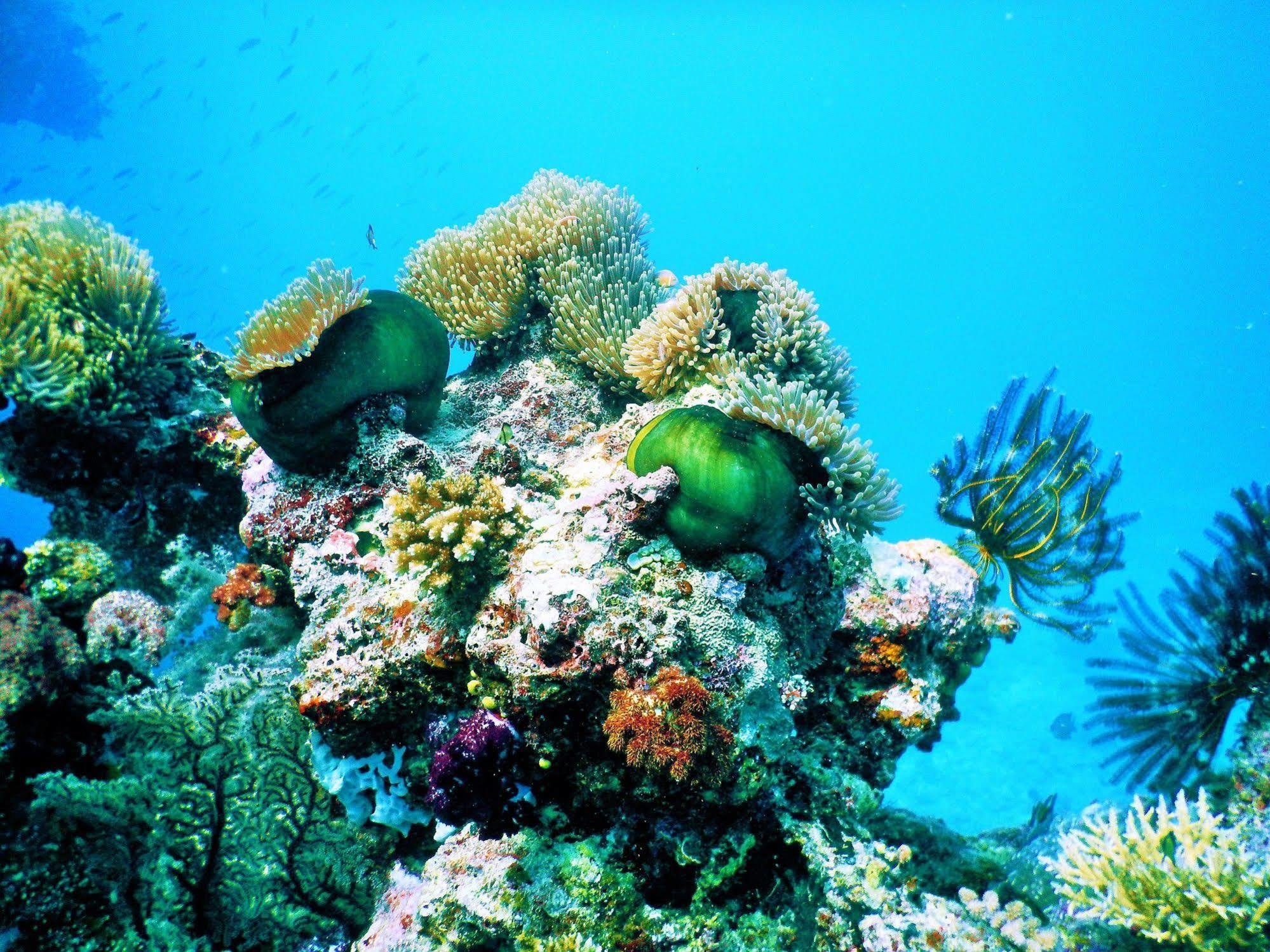 Mai Dive' Astrolabe Reef Resort Naqarawalu Kültér fotó